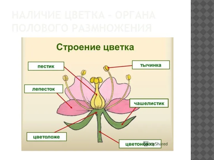 НАЛИЧИЕ ЦВЕТКА – ОРГАНА ПОЛОВОГО РАЗМНОЖЕНИЯ