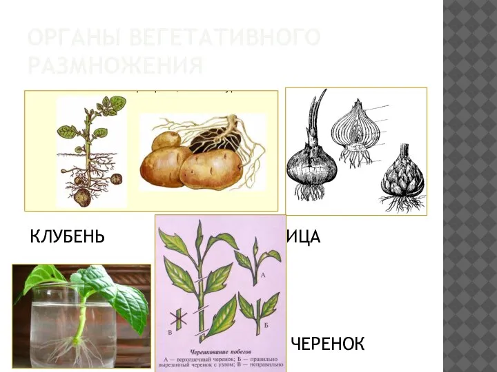 ОРГАНЫ ВЕГЕТАТИВНОГО РАЗМНОЖЕНИЯ КЛУБЕНЬ ЛУКОВИЦА ЧЕРЕНОК