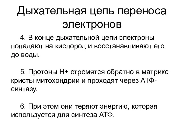 Дыхательная цепь переноса электронов 4. В конце дыхательной цепи электроны попадают на