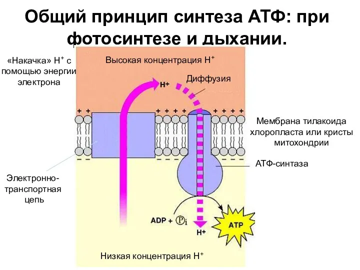 Общий принцип синтеза АТФ: при фотосинтезе и дыхании. Высокая концентрация Н+ Низкая