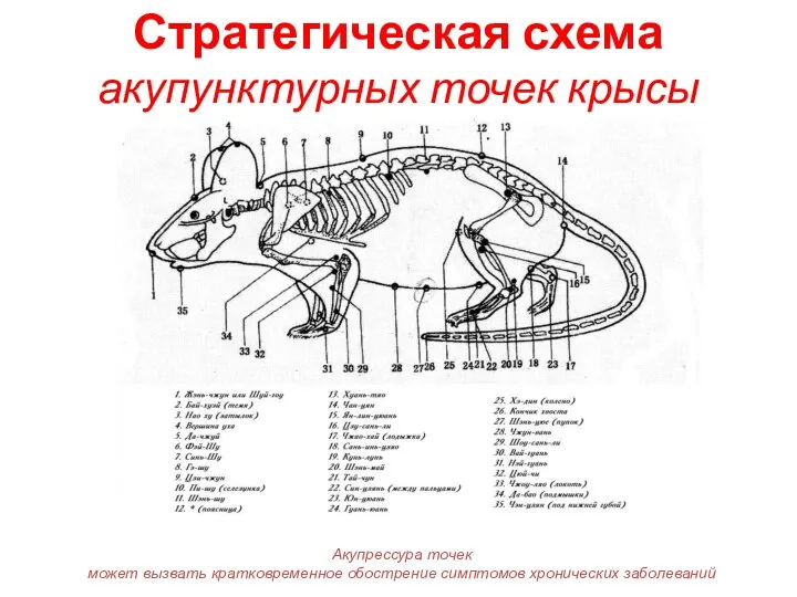 Стратегическая схема акупунктурных точек крысы Акупрессура точек может вызвать кратковременное обострение симптомов хронических заболеваний