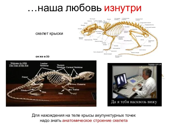 он же в 3D …наша любовь изнутри скелет крыски Для нахождения на