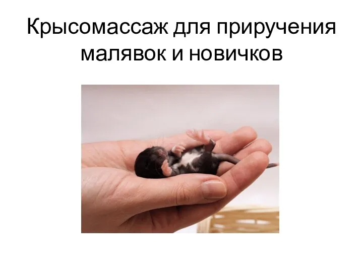 Крысомассаж для приручения малявок и новичков