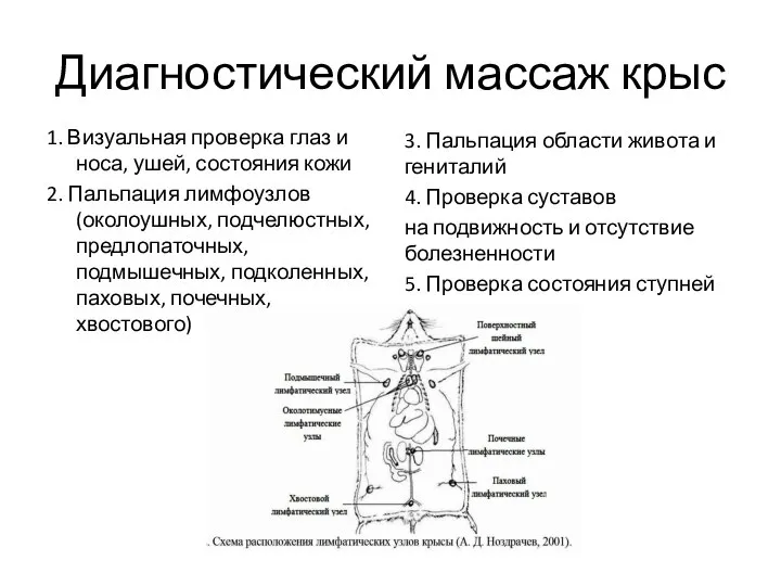 Диагностический массаж крыс 1. Визуальная проверка глаз и носа, ушей, состояния кожи