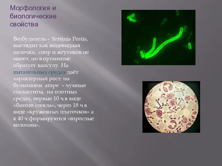 Морфология и биологические свойства Возбудитель – Yersinia Pestis, выглядит как яйцевидная палочка,