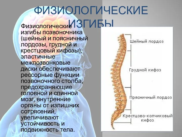 ФИЗИОЛОГИЧЕСКИЕ ИЗГИБЫ Физиологические изгибы позвоночника (шейный и поясничный лордозы, грудной и крестцовый