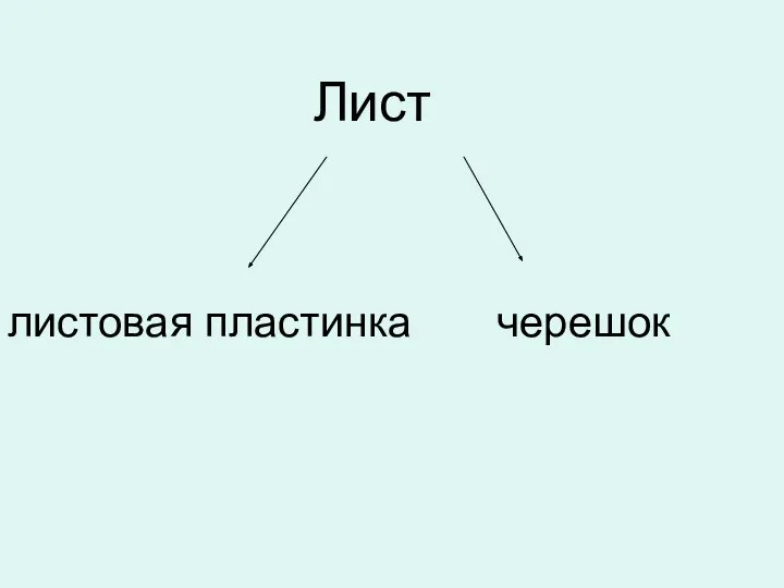 Лист листовая пластинка черешок