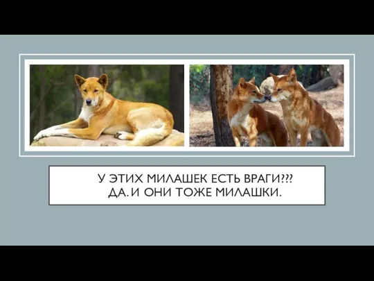 У ЭТИХ МИЛАШЕК ЕСТЬ ВРАГИ??? ДА. И ОНИ ТОЖЕ МИЛАШКИ.