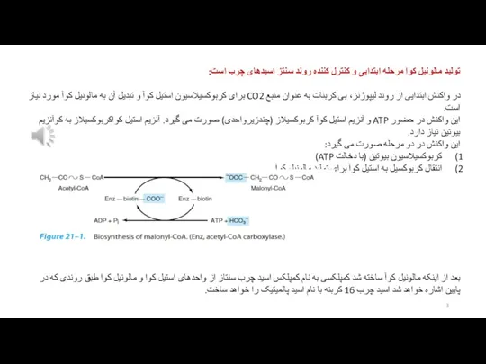 تولید مالونیل کوآ مرحله ابتدایی و کنترل کننده روند سنتز اسیدهای چرب