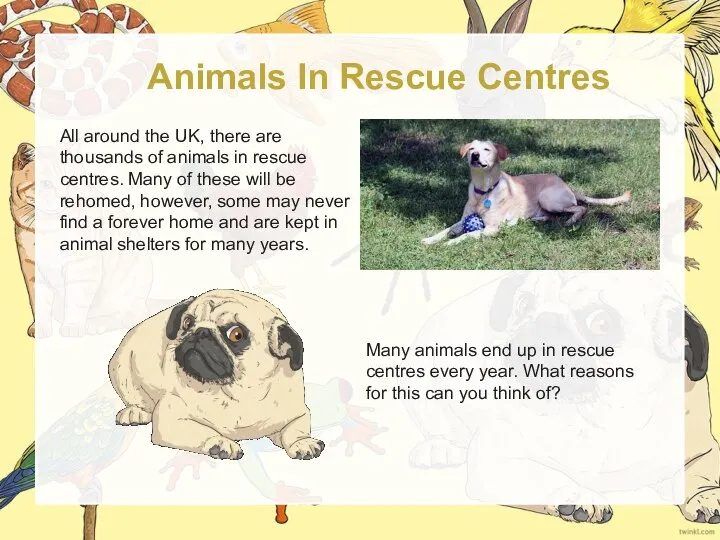 Animals In Rescue Centres All around the UK, there are thousands of