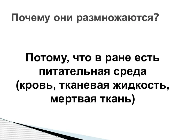 Почему они размножаются? Потому, что в ране есть питательная среда (кровь, тканевая жидкость, мертвая ткань)