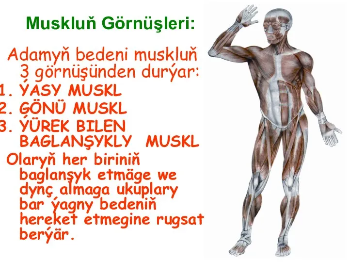 Muskluň Görnüşleri: Adamyň bedeni muskluň 3 görnüşünden durýar: ÝASY MUSKL GÖNÜ MUSKL