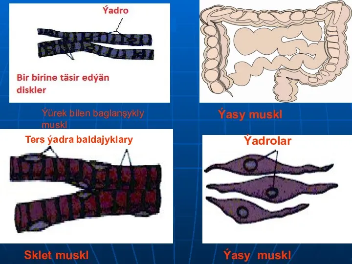 Ýürek bilen baglanşykly muskl Ýasy muskl Sklet muskl Ters ýadra baldajyklary Ýasy muskl Ýadrolar