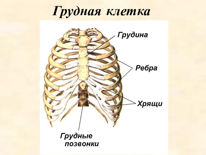 Грудная клетка