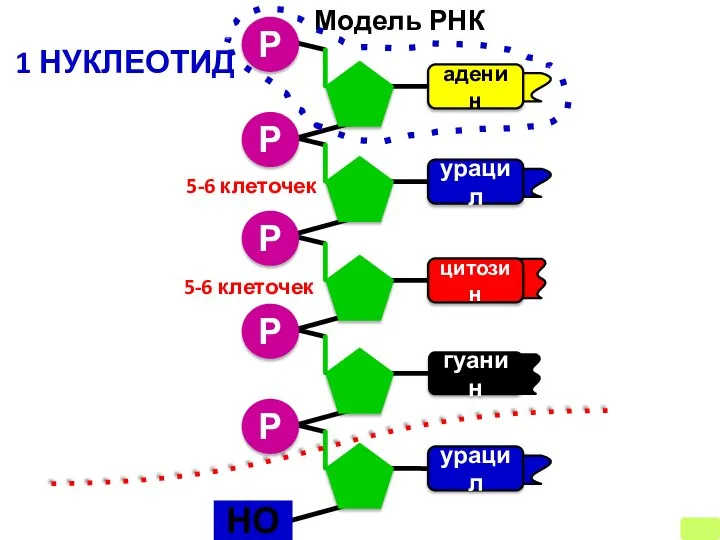 Р аденин урацил цитозин гуанин Р Р Р Р Модель РНК НО