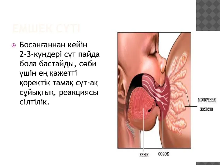 ЕМШЕК СҮТІ Босанғаннан кейін 2-3-күндері сүт пайда бола бастайды, сәби үшін ең