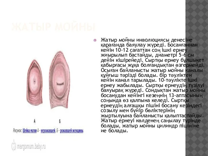 ЖАТЫР МОЙНЫ Жатыр мойны инволюциясы денесіне қарағанда баяулау жүреді. Босанғаннан кейін 10-12