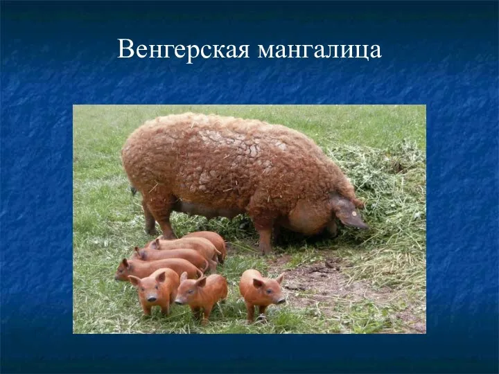 Венгерская мангалица