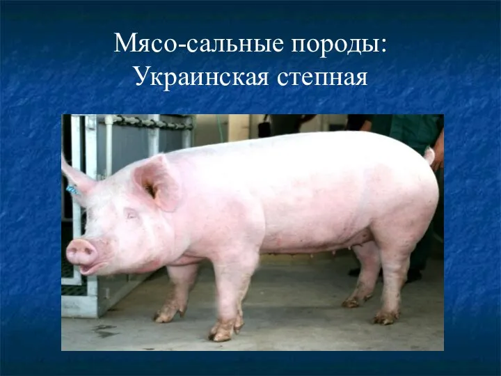 Мясо-сальные породы: Украинская степная