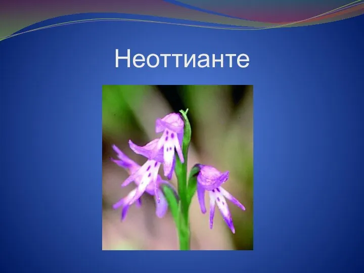 Неоттианте