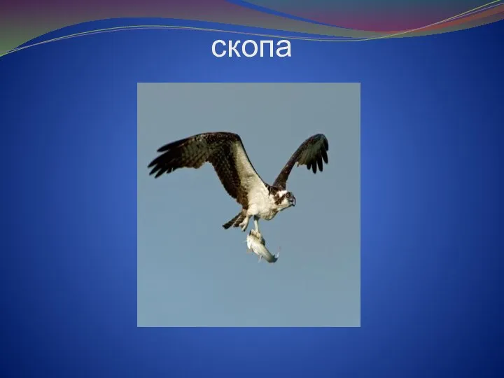 скопа