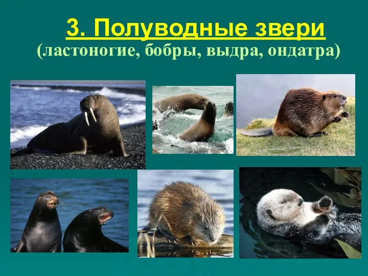 3. Полуводные звери (ластоногие, бобры, выдра, ондатра)