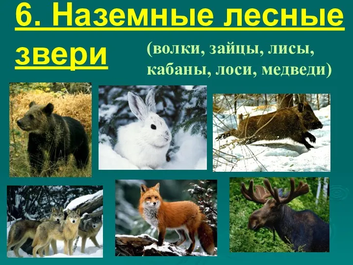 6. Наземные лесные звери (волки, зайцы, лисы, кабаны, лоси, медведи)