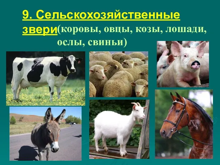 9. Сельскохозяйственные звери (коровы, овцы, козы, лошади, ослы, свиньи)