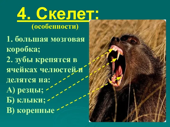 4. Скелет: (особенности) 1. большая мозговая коробка; 2. зубы крепятся в ячейках