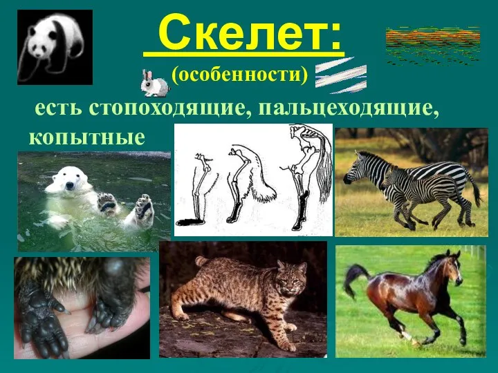 Скелет: (особенности) есть стопоходящие, пальцеходящие, копытные