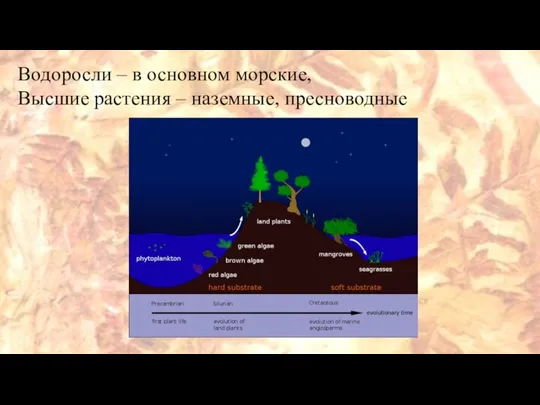 Водоросли – в основном морские, Высшие растения – наземные, пресноводные