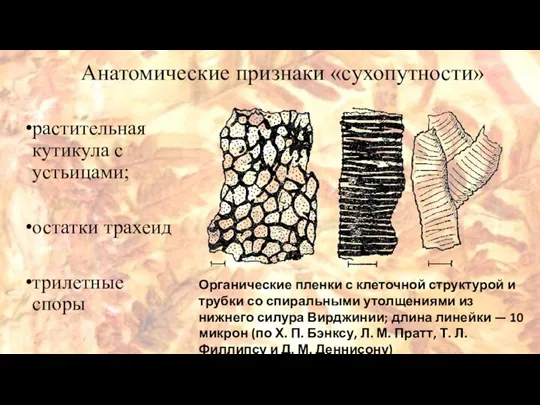 растительная кутикула с устьицами; остатки трахеид трилетные споры Анатомические признаки «сухопутности» Органические