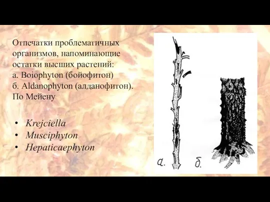 Отпечатки проблематичных организмов, напоминающие остатки высших растений: а. Boiophyton (бойофитон) б. Aldanophyton
