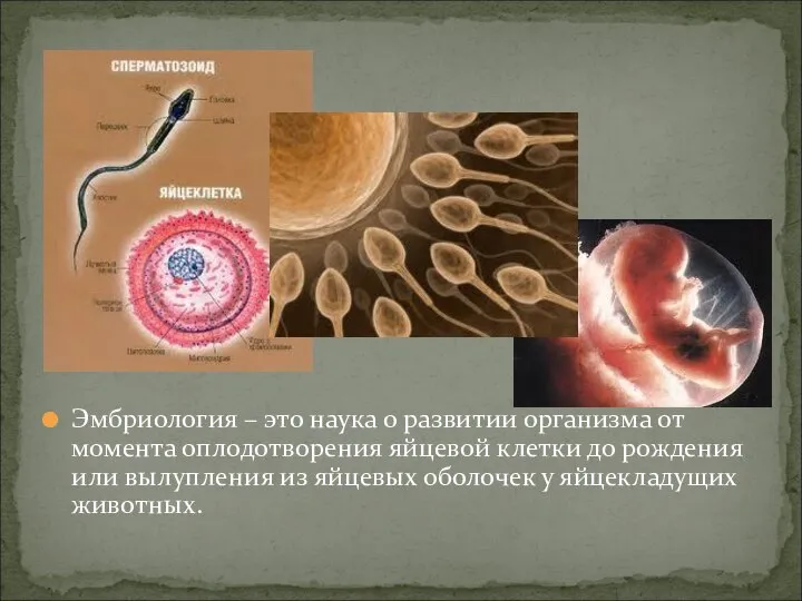 Эмбриология – это наука о развитии организма от момента оплодотворения яйцевой клетки