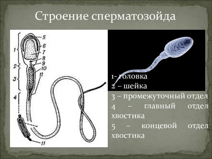 Строение сперматозойда 1- головка 2 – шейка 3 – промежуточный отдел 4