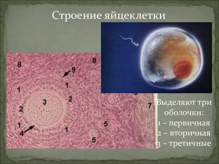 Строение яйцеклетки Выделяют три оболочки: 1 – первичная 2 – вторичная 3 – третичные