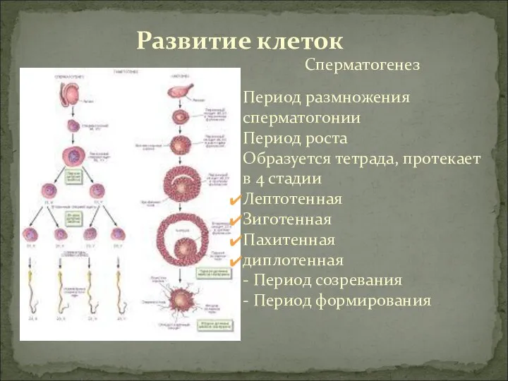 Сперматогенез Период размножения сперматогонии Период роста Образуется тетрада, протекает в 4 стадии