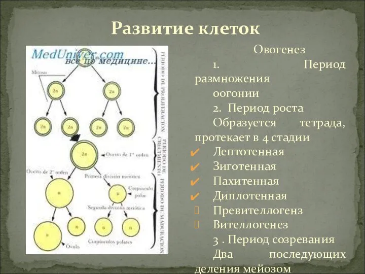 Овогенез 1. Период размножения оогонии 2. Период роста Образуется тетрада, протекает в