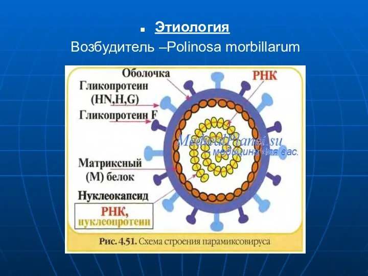 Этиология Возбудитель –Polinosa morbillarum