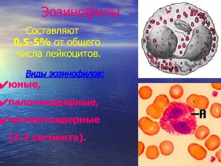 Эозинофилы Составляют 0,5-5% от общего числа лейкоцитов. Виды эозинофилов: юные, палочкоядерные, сегментоядерные (2-3 сегмента).