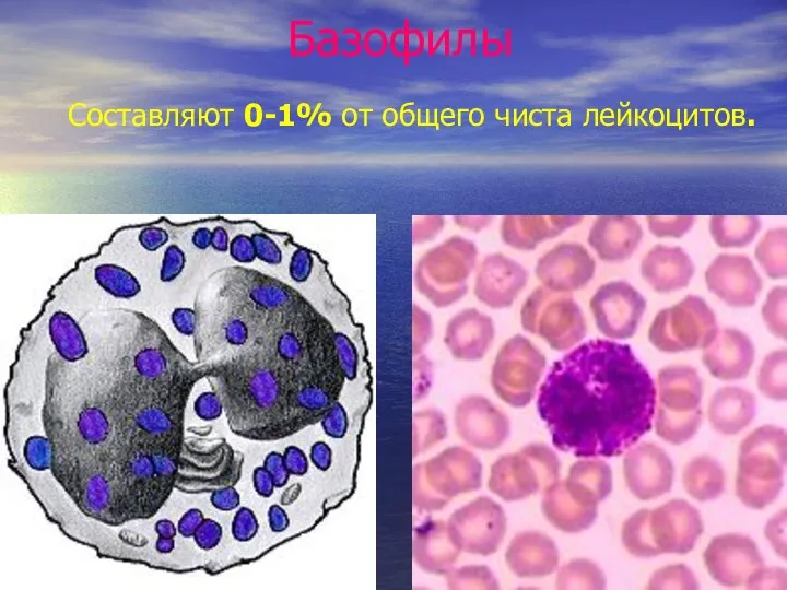 Базофилы Составляют 0-1% от общего чиста лейкоцитов.