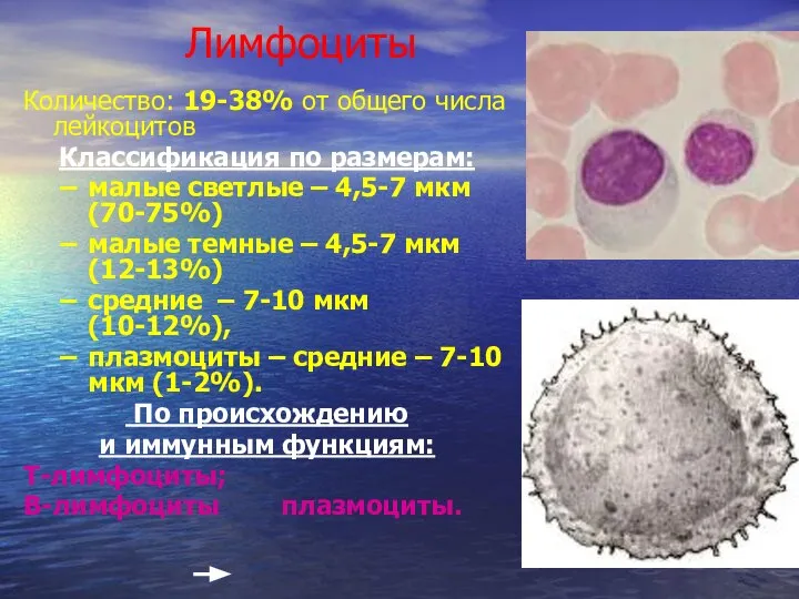 Лимфоциты Количество: 19-38% от общего числа лейкоцитов Классификация по размерам: малые светлые