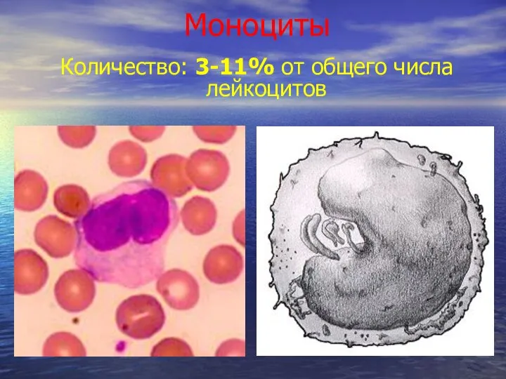 Моноциты Количество: 3-11% от общего числа лейкоцитов