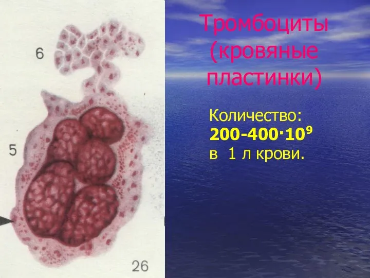 Тромбоциты (кровяные пластинки) Количество: 200-400·109 в 1 л крови.