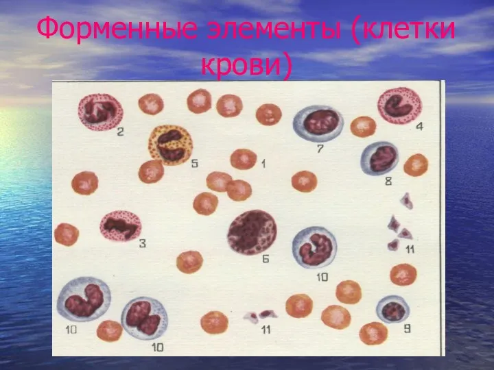 Форменные элементы (клетки крови)