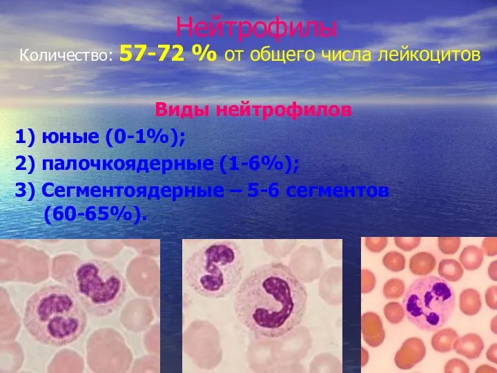 Нейтрофилы Количество: 57-72 % от общего числа лейкоцитов Виды нейтрофилов 1) юные