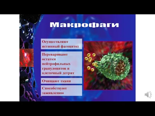 Макрофаги Осуществляют истинный фагоцитоз Переваривают остатки нейтрофильных гранулоцитов и клеточный детрит Очищают ткани Способствуют заживлению