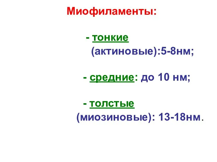 Миофиламенты: - тонкие (актиновые):5-8нм; - средние: до 10 нм; - толстые (миозиновые): 13-18нм.