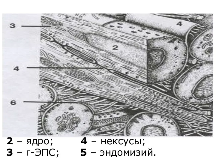 2 – ядро; 4 – нексусы; 3 – г-ЭПС; 5 – эндомизий.