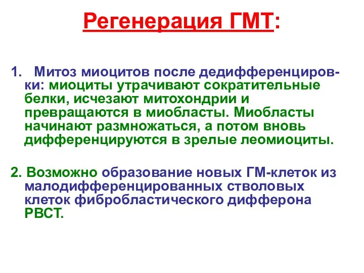 Регенерация ГМТ: 1. Митоз миоцитов после дедифференциров-ки: миоциты утрачивают сократительные белки, исчезают